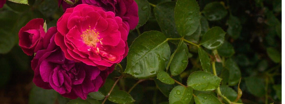 that moment when the portals were just closing as the dawn light shown over the glade where we needed to leave adventure behind...
